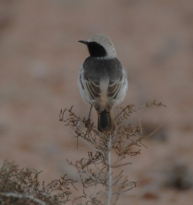 Red-rumped Wheatear