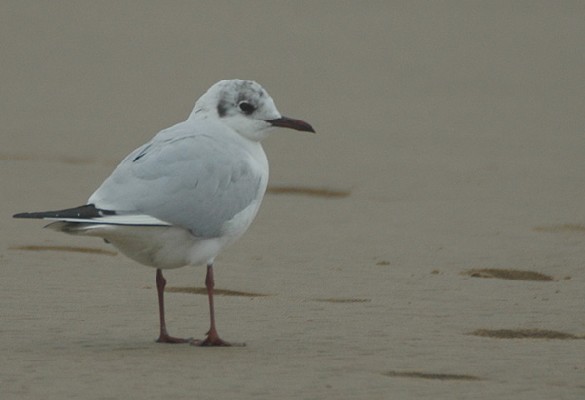 Common Black-headed Gull