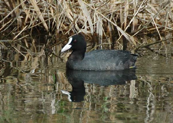 Eurasian Coot