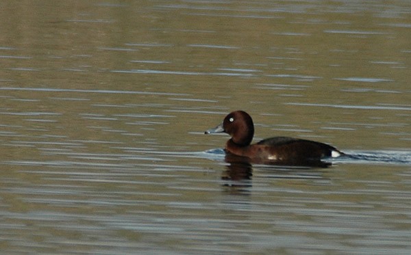 Ferruginous Duck