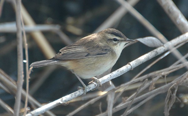 Moustached Warbler