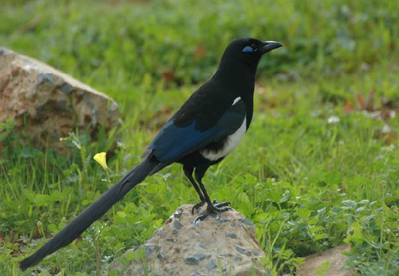 Common Magpie spp mauritanica