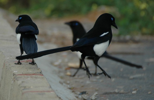 Common Magpie spp mauritanica
