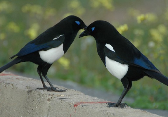 Common Magpie spp mauritanica