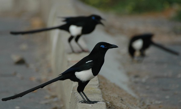 Common Magpie spp mauritanica