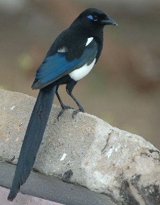 Common Magpie spp mauritanica