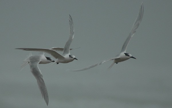Sandwich Terns