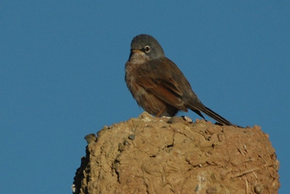 Tristam's Warbler