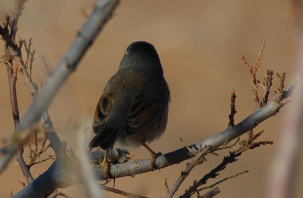 Tristam's Warbler