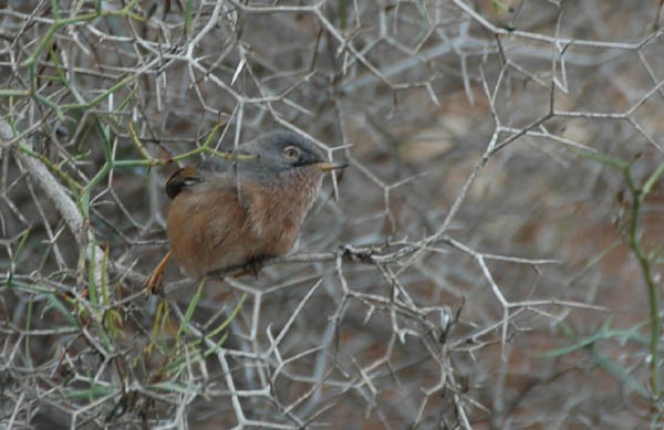 Tristam's Warbler
