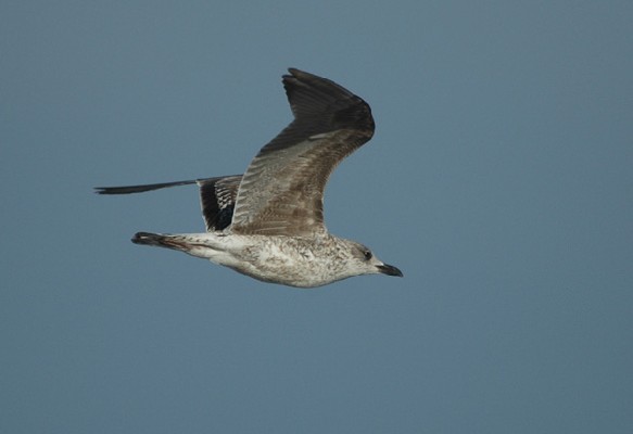 Lesser Black-backed Gull