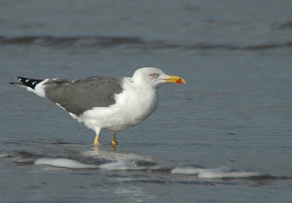 Lesser Black-backed Gull ssp glaelsii