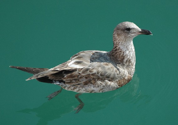 Lesser Black-backed Gull