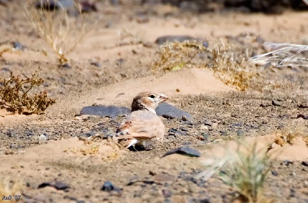 Thick-billed Lark Female