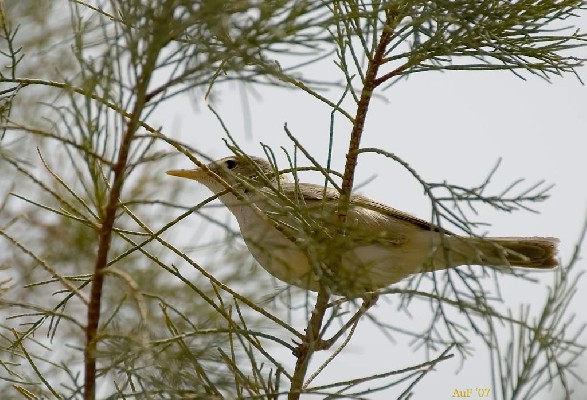 Western Olivaceous Warbler