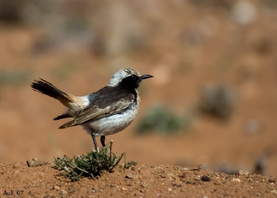 Red-rumped Wheatear