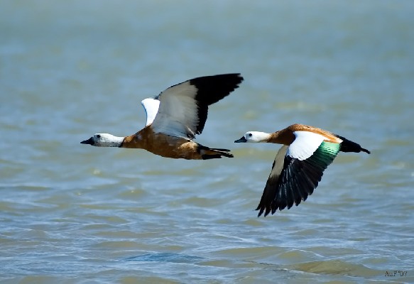 Ruddy Shelducks - Male and Female