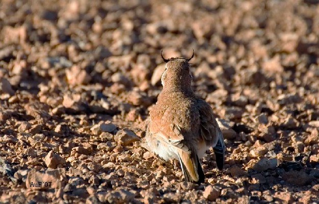 Temminck's Horned Lark