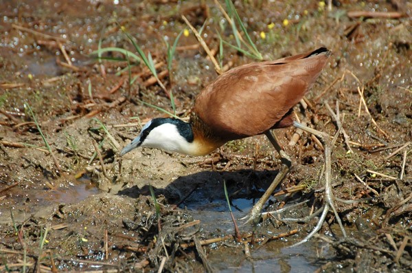African Jaçana Adult