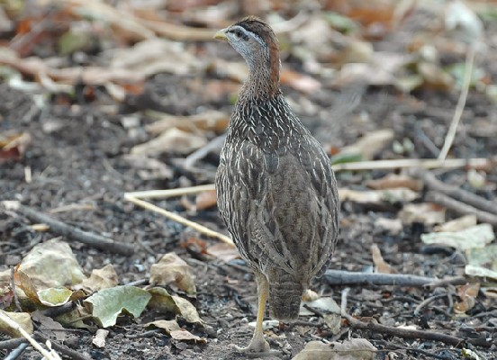 Double-spurred Francolin