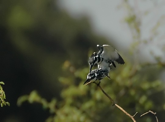 Pied Kingfisher