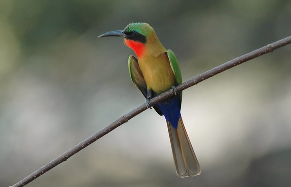 Red-throated Bee-eater