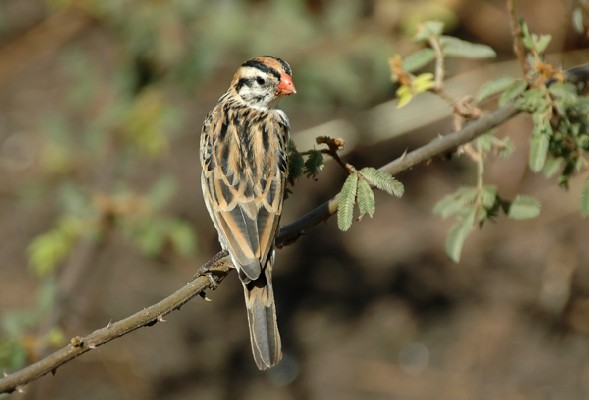 Pin-tailed Whydah