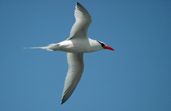 Red-billed Tropicbird
