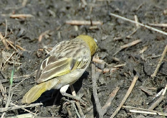 Heuglin's Masked Weaver