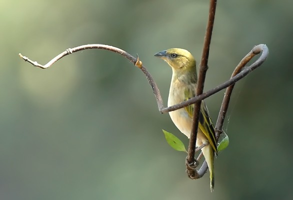 Heuglin's Masked Weaver