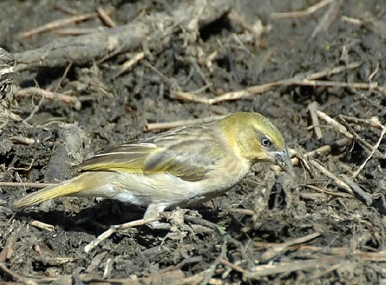 Heuglin's Masked Weaver