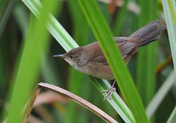 Highland Rush Warbler
