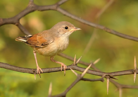 Spectacle Warbler juvenile