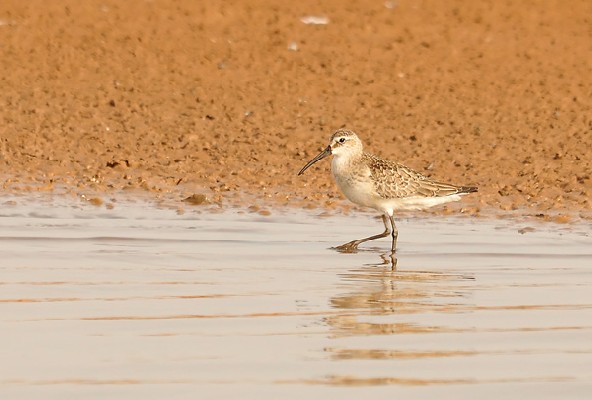 Curlew Sandpiper