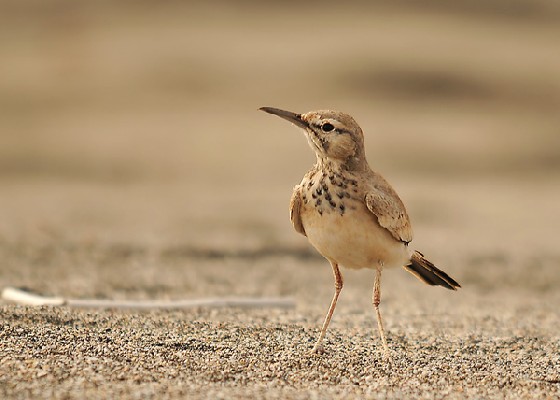 Greater Hoopoe-lark