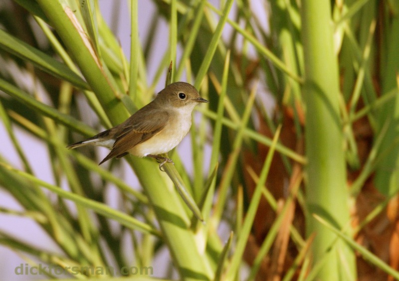Red-breasted Flycatcher