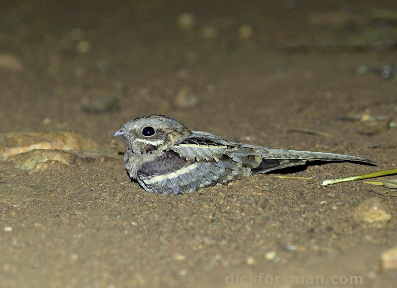 Long-tailed Nightjar