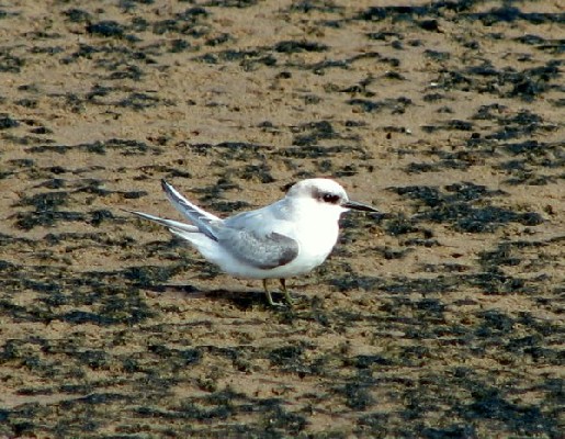 Damara Tern