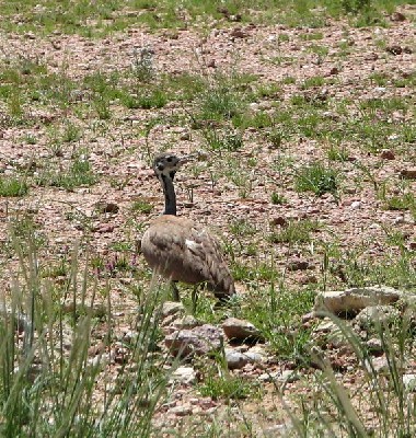 Rüppell's Bustard