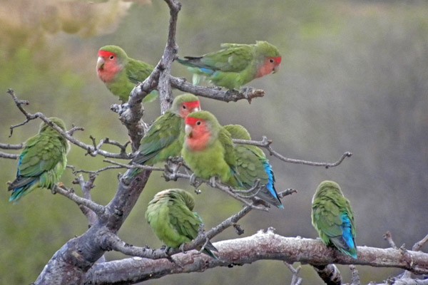 Rosy-faced Lovebirds