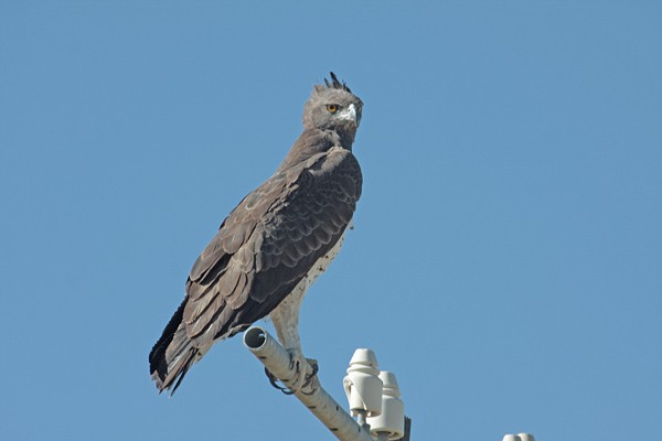Martial Eagle posing for the camera
