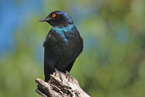 Cape Glossy Starling