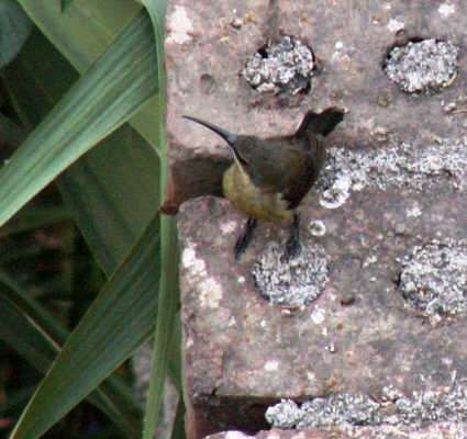 Tacazze Sunbird