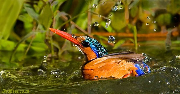 Malachite Kingfisher