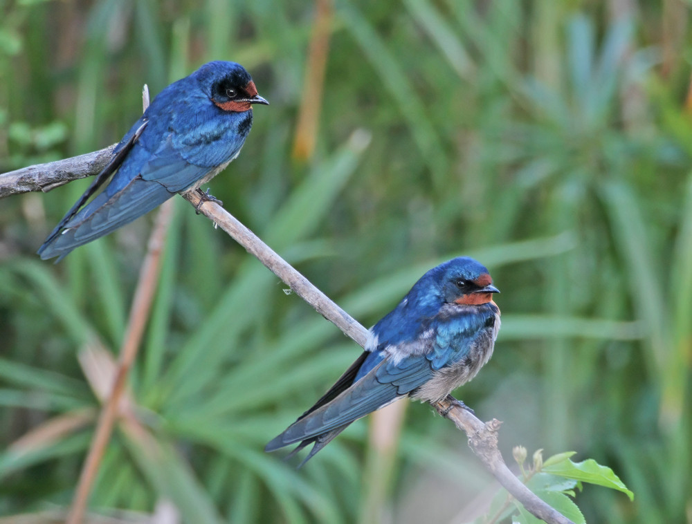 Angola Swallow