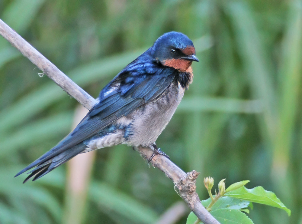 Angola Swallow