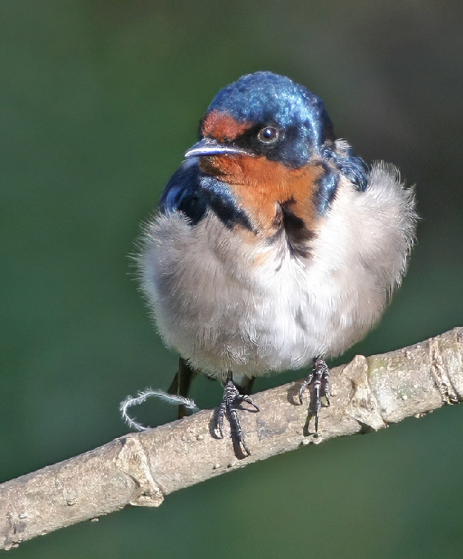 Angola Swallow