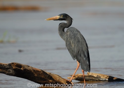 Humblot's Heron, Ardea Humbloti.