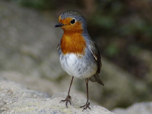 European Robin