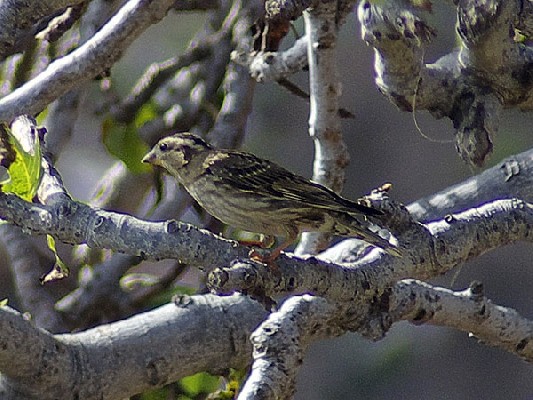 Rock Sparrow